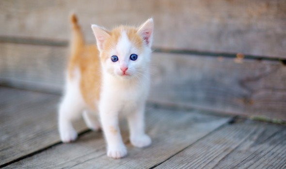  العرب اليوم - تفسير و دلالات رؤية القطة في المنام للمتزوجة