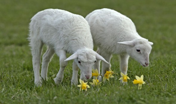  العرب اليوم - الرؤيا أو الحُلم هي سلسلة من التخيلات رؤية الخروف في المنام لابن سيرين