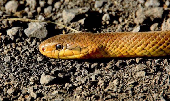  العرب اليوم - لأحلامنا علاقة مباشرة بواقعنا تفسير حلم الثعبان لابن سيرين