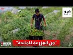 شاهدبدون وسيط مبادرة لدعم المزارعين في فلسطين